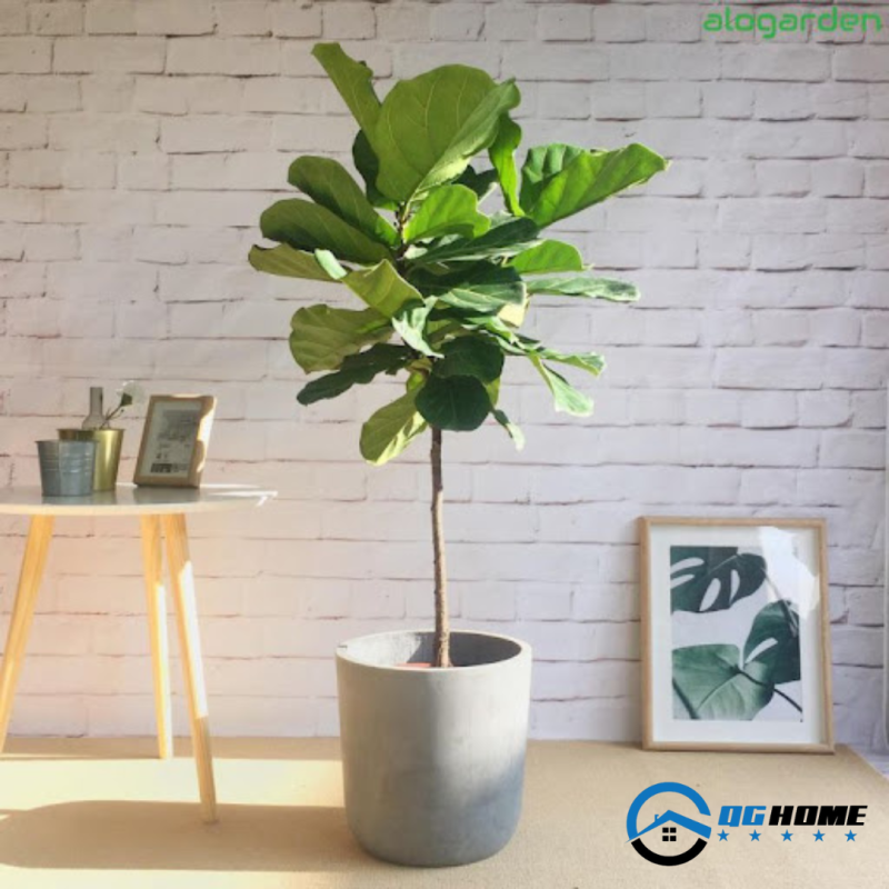 Thiet ke phong giam doc 4