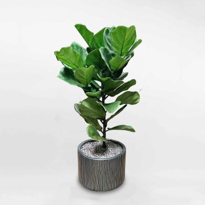 cay bang singapore chau gom su den