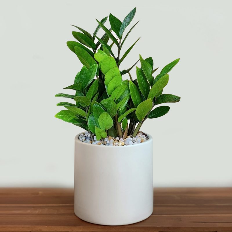 cay kim phat tai 1676362541