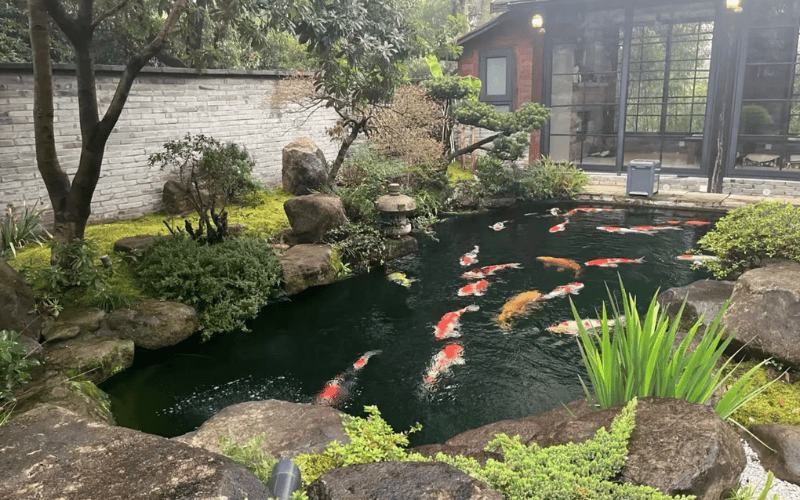 thiet ke ho ca koi san vuon