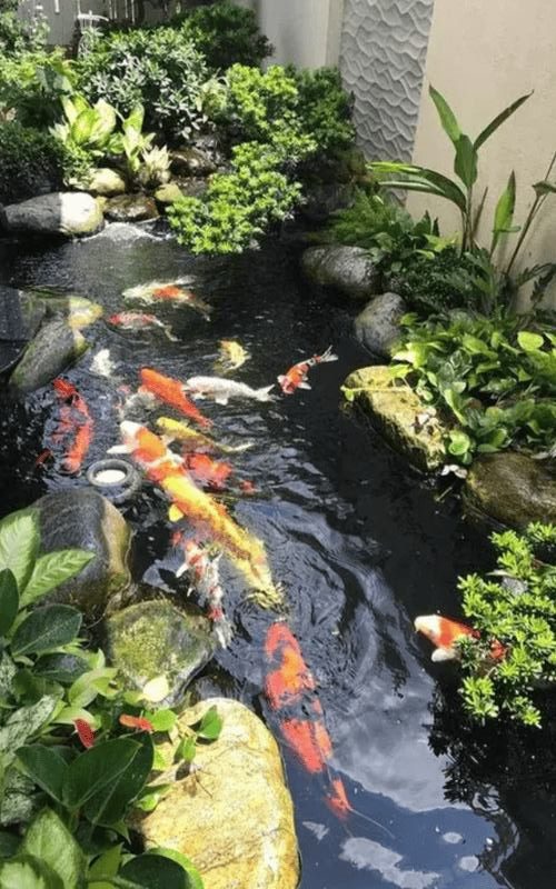 thiet ke va thi cong ho ca koi