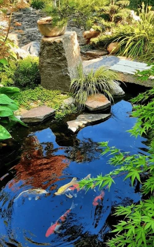 tieu canh ca koi san vuon