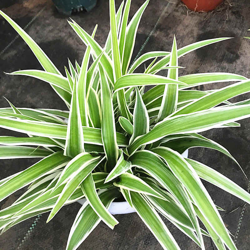 co lan chi san vuon canh quan