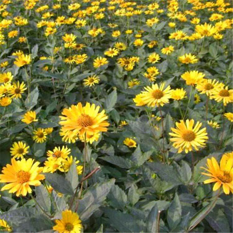 hinh anh co xuyen chi