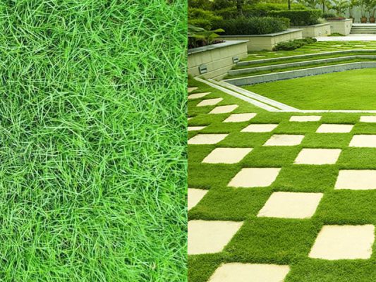 nen tham co nhung nhat