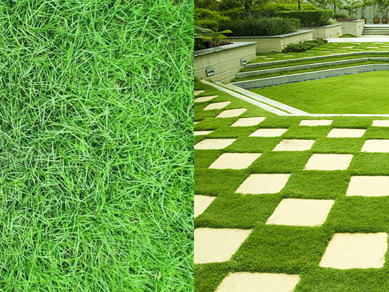 nen tham co nhung nhat