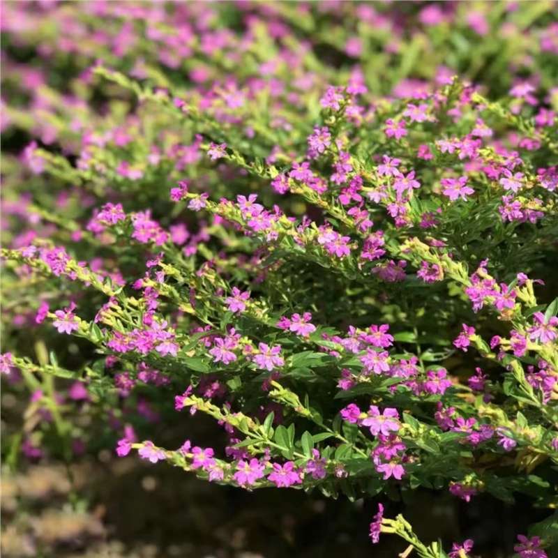 trang tri cam tu mai