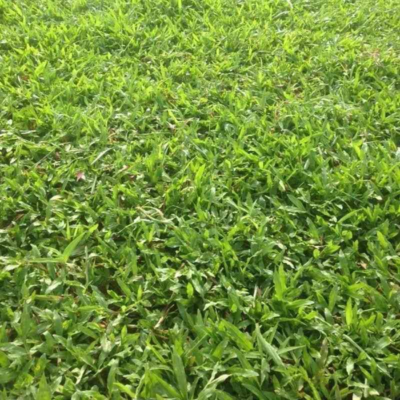 trang tri san vuon co la gung