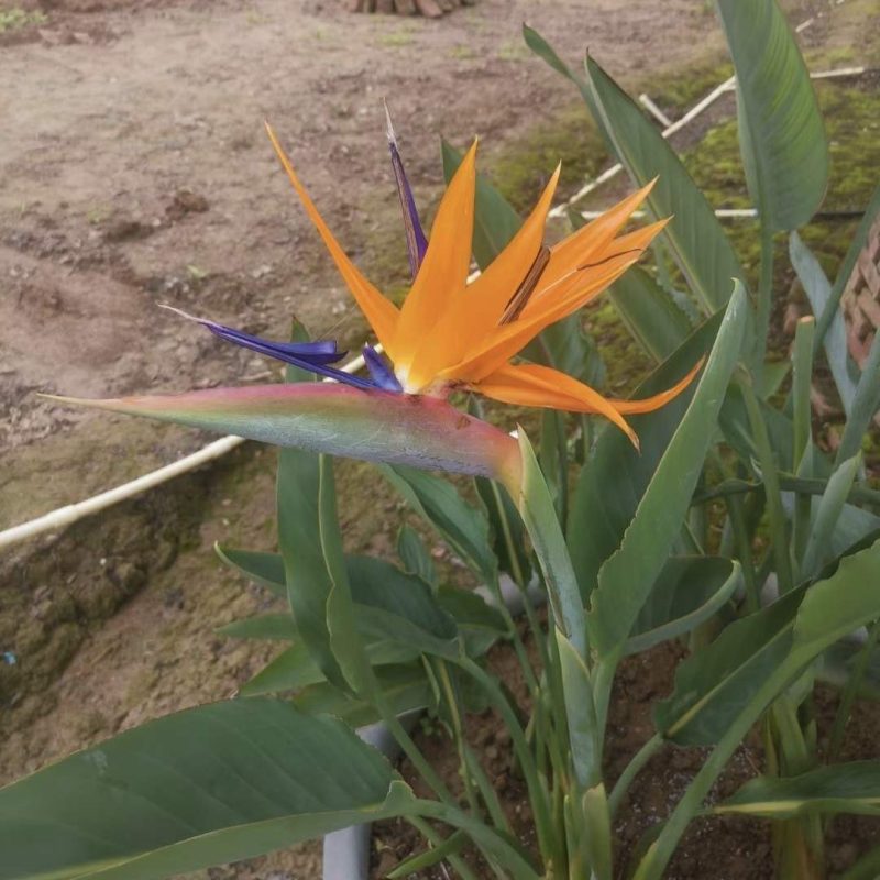 trong chuoi thien dieu